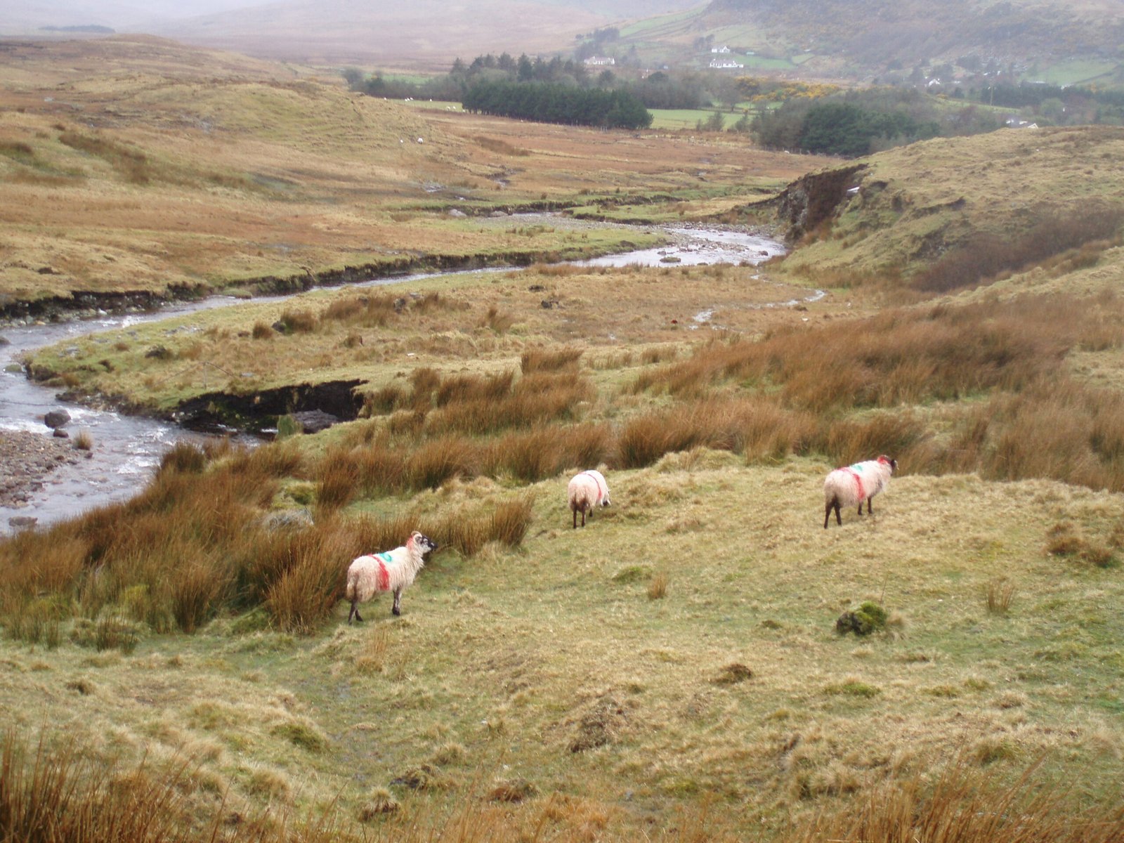 Moutons du Connemara - Irlande